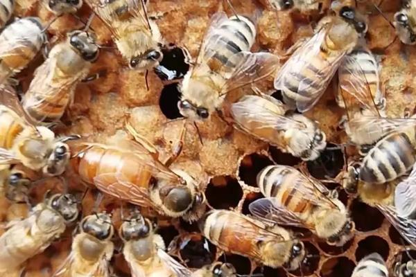意蜂能定点养殖吗，取决于附近蜜源条件