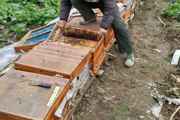 意蜂能定点养殖吗，取决于附近蜜源条件