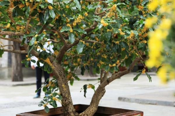 桂花如何换盆，适合在春、秋季节进行