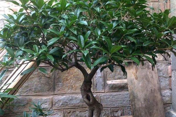 桂花如何换盆，适合在春、秋季节进行