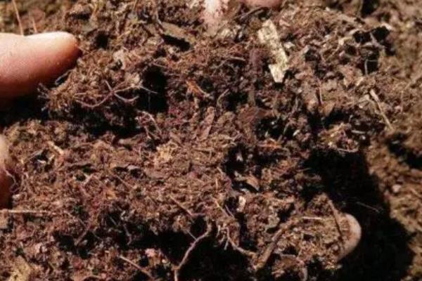 唐菖蒲能盆栽吗,适合盆栽