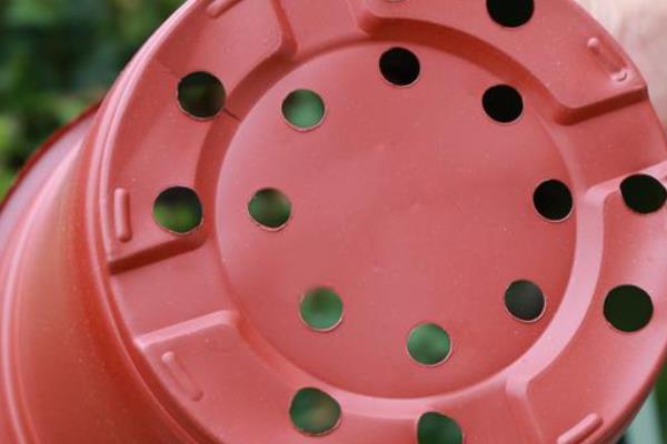 唐菖蒲能盆栽吗,适合盆栽