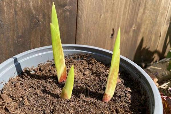 唐菖蒲能盆栽吗,适合盆栽