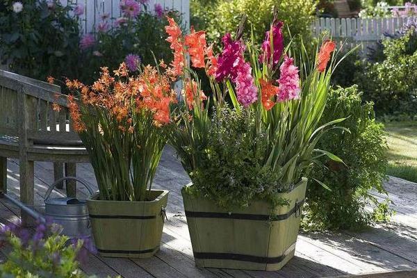 唐菖蒲能盆栽吗,适合盆栽