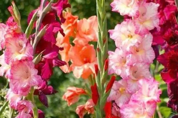 唐菖蒲能盆栽吗,适合盆栽