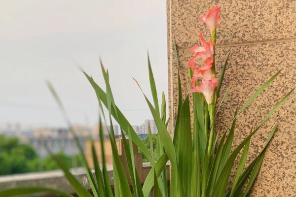 唐菖蒲能盆栽吗,适合盆栽