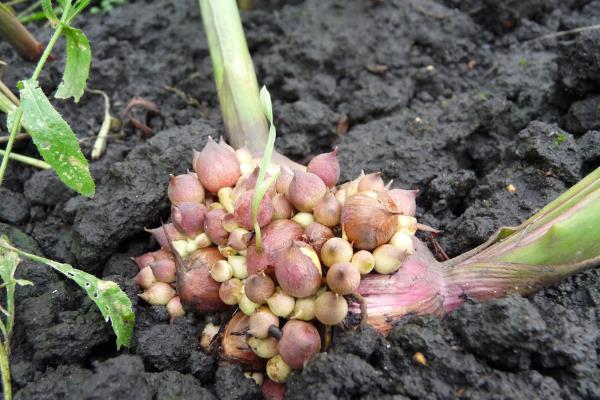 唐菖蒲能盆栽吗,适合盆栽