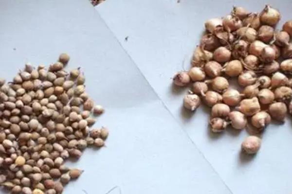 唐菖蒲能盆栽吗,适合盆栽