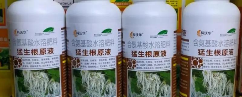扦插时如何使用生根剂，主要有以下4种方式