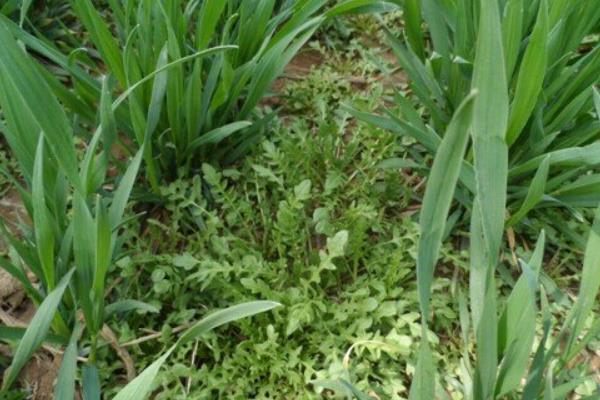 小麦什么时候除草以及温度要求，11月份是除草关键期、2-3月份为除草适宜适期