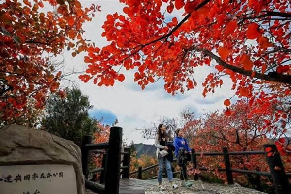 寒露节气农村有什么习俗,包括赏红叶、吃梨、吃花糕等传统