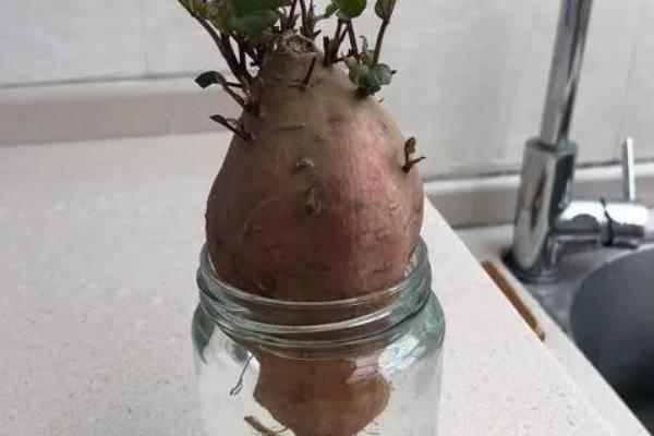 红薯盆景的制作方法，要时常的更换水