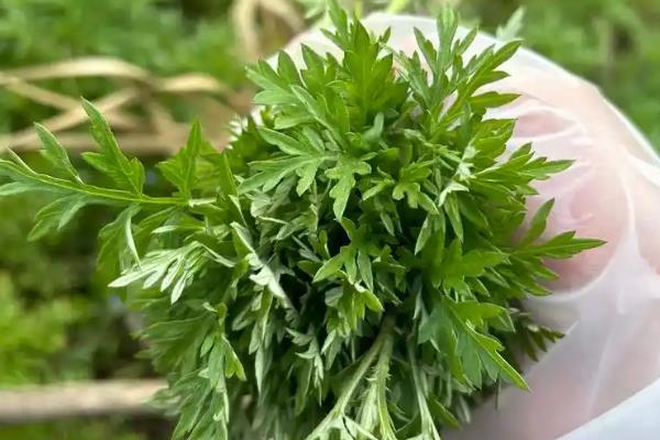 哪种植物有很好的驱蚊效果，薄荷、驱蚊草、艾草等植物均可驱赶蚊虫
