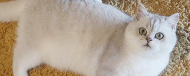 导致猫咪发抖的原因，天气寒冷、患有疾病、感到害怕等因素均会引起