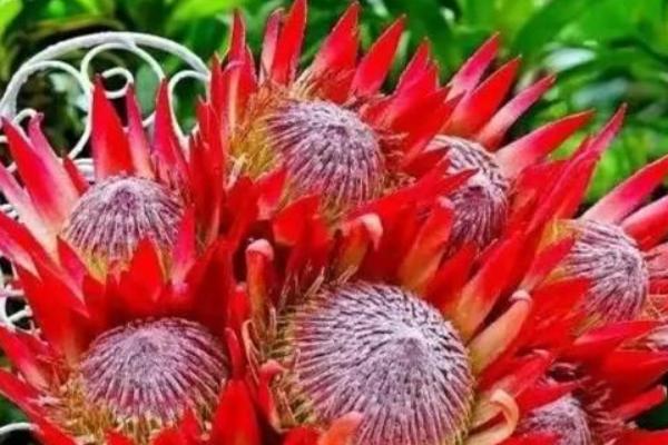 帝王花的养护方法，生长环境温度在7-27℃为佳