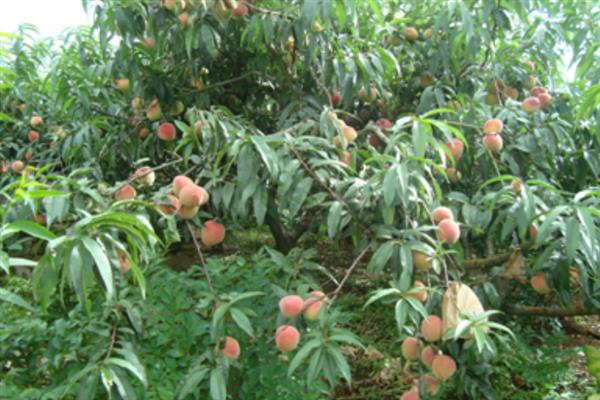 寒露蜜桃的产地，产地在山东青岛市崂山区