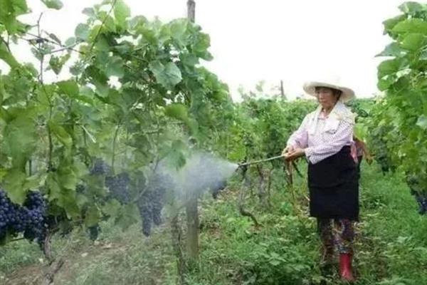 葡萄着色剂有哪些，可使用乙烯利、脱落酸、吡效隆等药物