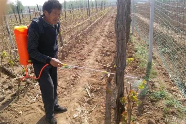 葡萄着色剂有哪些，可使用乙烯利、脱落酸、吡效隆等药物