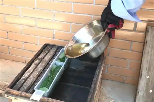 夏天怎么养殖中蜂，注意蜂箱的温度