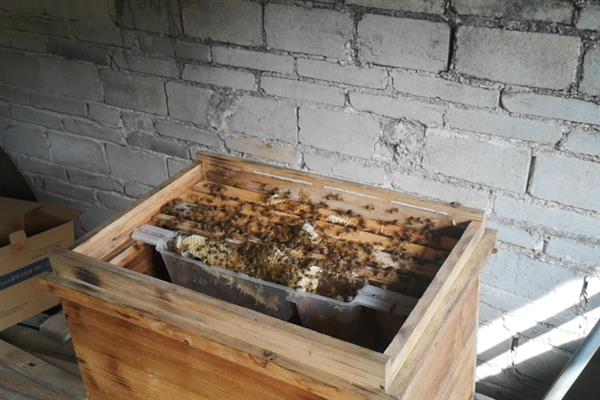 夏天怎么养殖中蜂，注意蜂箱的温度