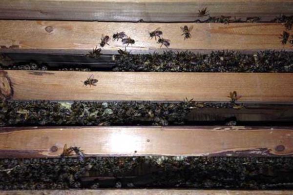 夏天怎么养殖中蜂，注意蜂箱的温度