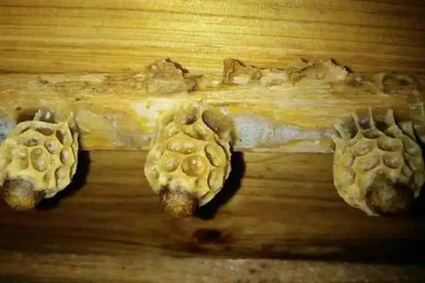 夏天怎么养殖中蜂，注意蜂箱的温度