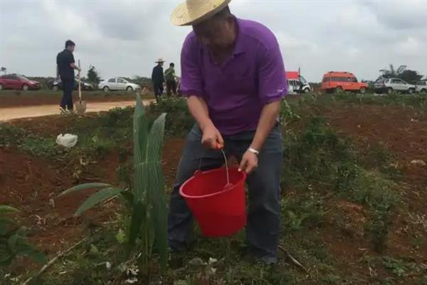 培育椰子树苗的方法，一般采取播种的方式