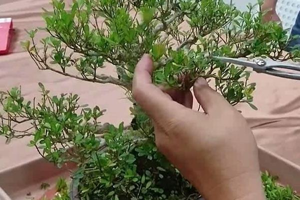黄杨下山桩的养殖方法，要保持充足的光照条件