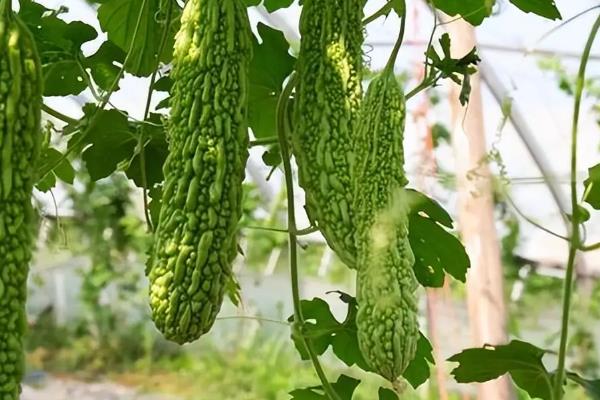 苦瓜的播种适期，以7-8月份为宜