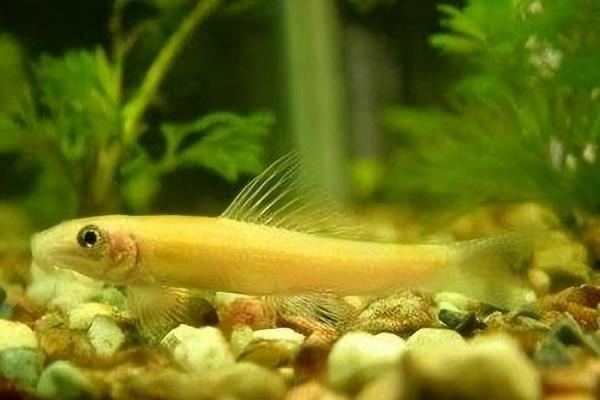 宝莲灯鱼的养殖方式，适合生活在22-26℃的水环境中