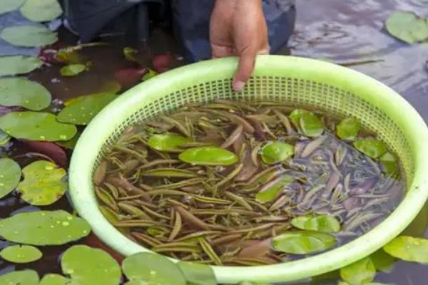 莼菜的产地分布，江苏莼菜和湖南的莼菜都比较出名