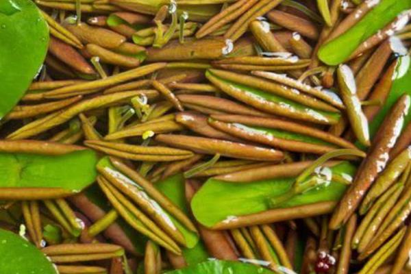 莼菜的产地分布，江苏莼菜和湖南的莼菜都比较出名