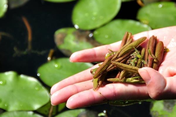 莼菜的产地分布，江苏莼菜和湖南的莼菜都比较出名