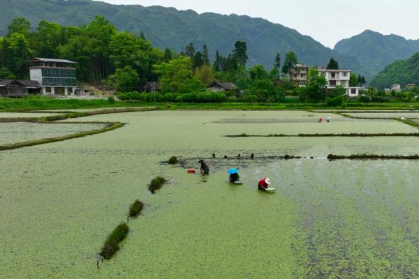 莼菜的产地分布，江苏莼菜和湖南的莼菜都比较出名