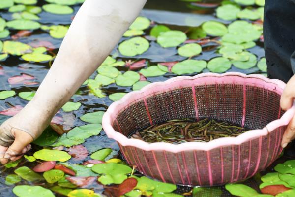 莼菜的产地分布，江苏莼菜和湖南的莼菜都比较出名