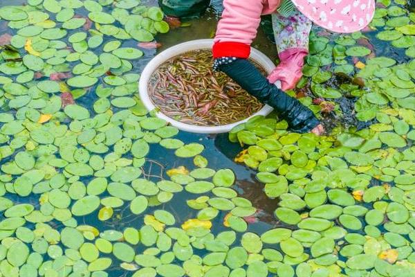 莼菜的产地分布，江苏莼菜和湖南的莼菜都比较出名