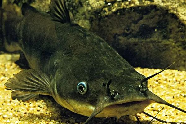 鲇鱼与鲶鱼有什么区别，二者没区别是同一种鱼类