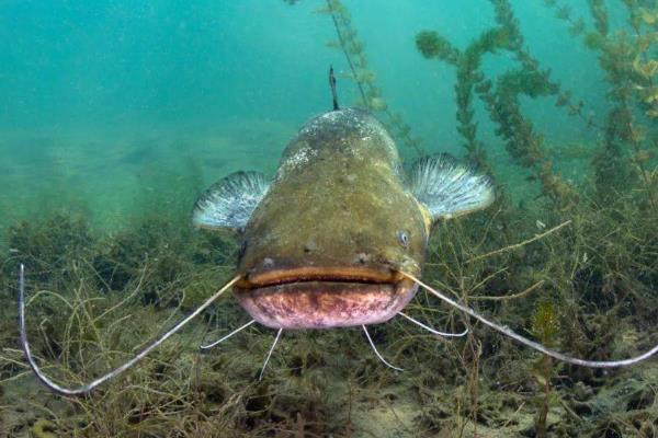 鲇鱼与鲶鱼有什么区别，二者没区别是同一种鱼类