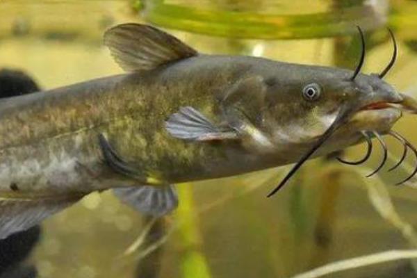 鲇鱼与鲶鱼有什么区别，二者没区别是同一种鱼类