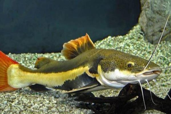 鲇鱼与鲶鱼有什么区别，二者没区别是同一种鱼类