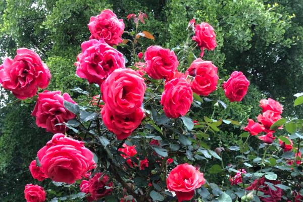 北京的市花是什么，是月季花和菊花两种
