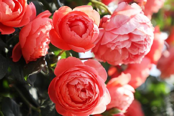 北京的市花是什么，是月季花和菊花两种