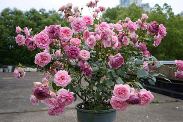 北京的市花是什么，是月季花和菊花两种