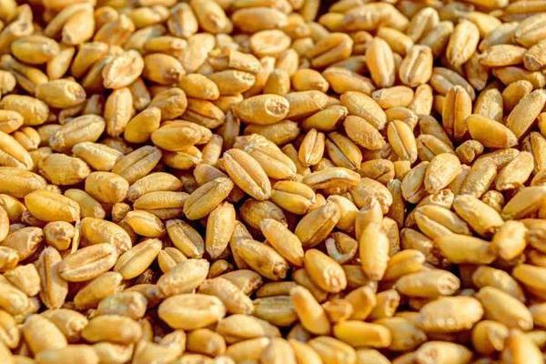 钓鲫鱼适合用哪种饵料，米饭、蚯蚓、红虫等类型均可使用