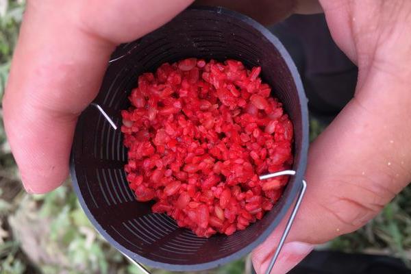钓鲫鱼适合用哪种饵料，米饭、蚯蚓、红虫等类型均可使用