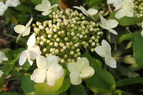 琼花的繁殖和栽培要点，以种子繁殖为主、平时养在半阴环境中
