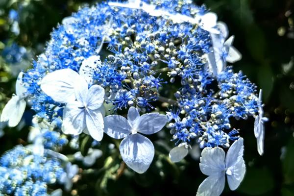 琼花的繁殖和栽培要点，以种子繁殖为主、平时养在半阴环境中