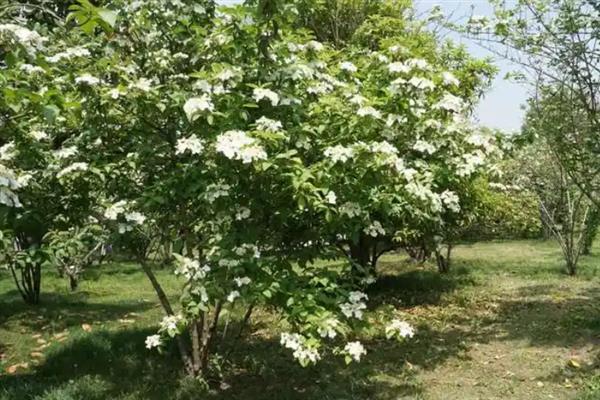 琼花的繁殖和栽培要点，以种子繁殖为主、平时养在半阴环境中