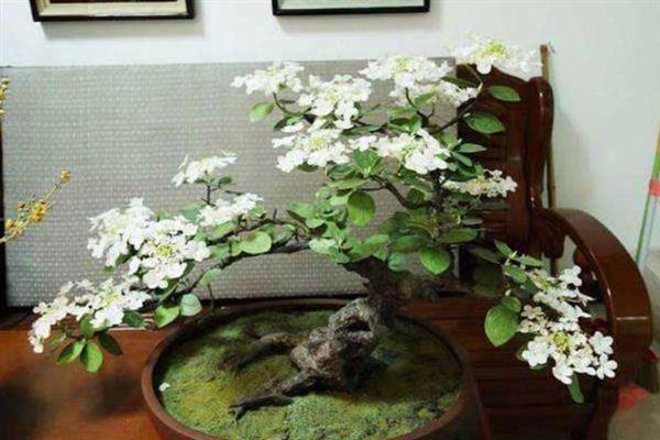 琼花的繁殖和栽培要点，以种子繁殖为主、平时养在半阴环境中