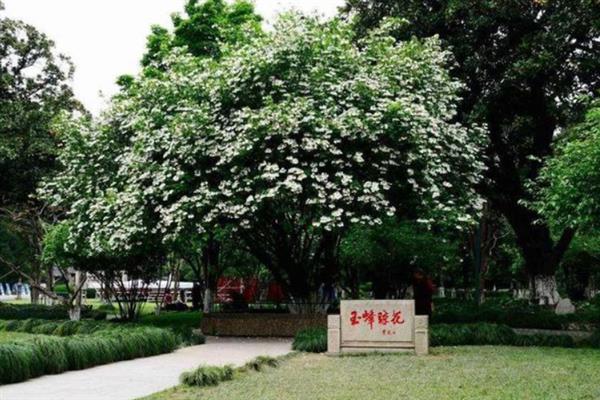 琼花的繁殖和栽培要点，以种子繁殖为主、平时养在半阴环境中